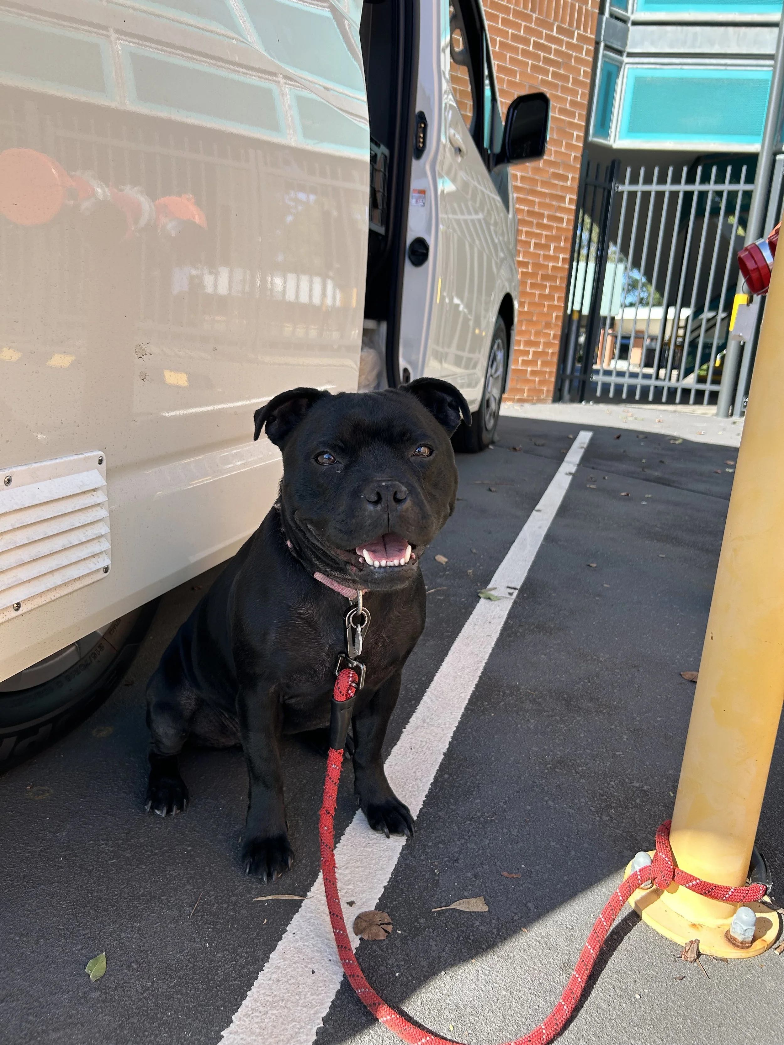 A black puppy with a red leash sitting on an asphalt parking lot near a white vehicle, a yellow pole, and a metal gate with orange brick wall and windows in the background.