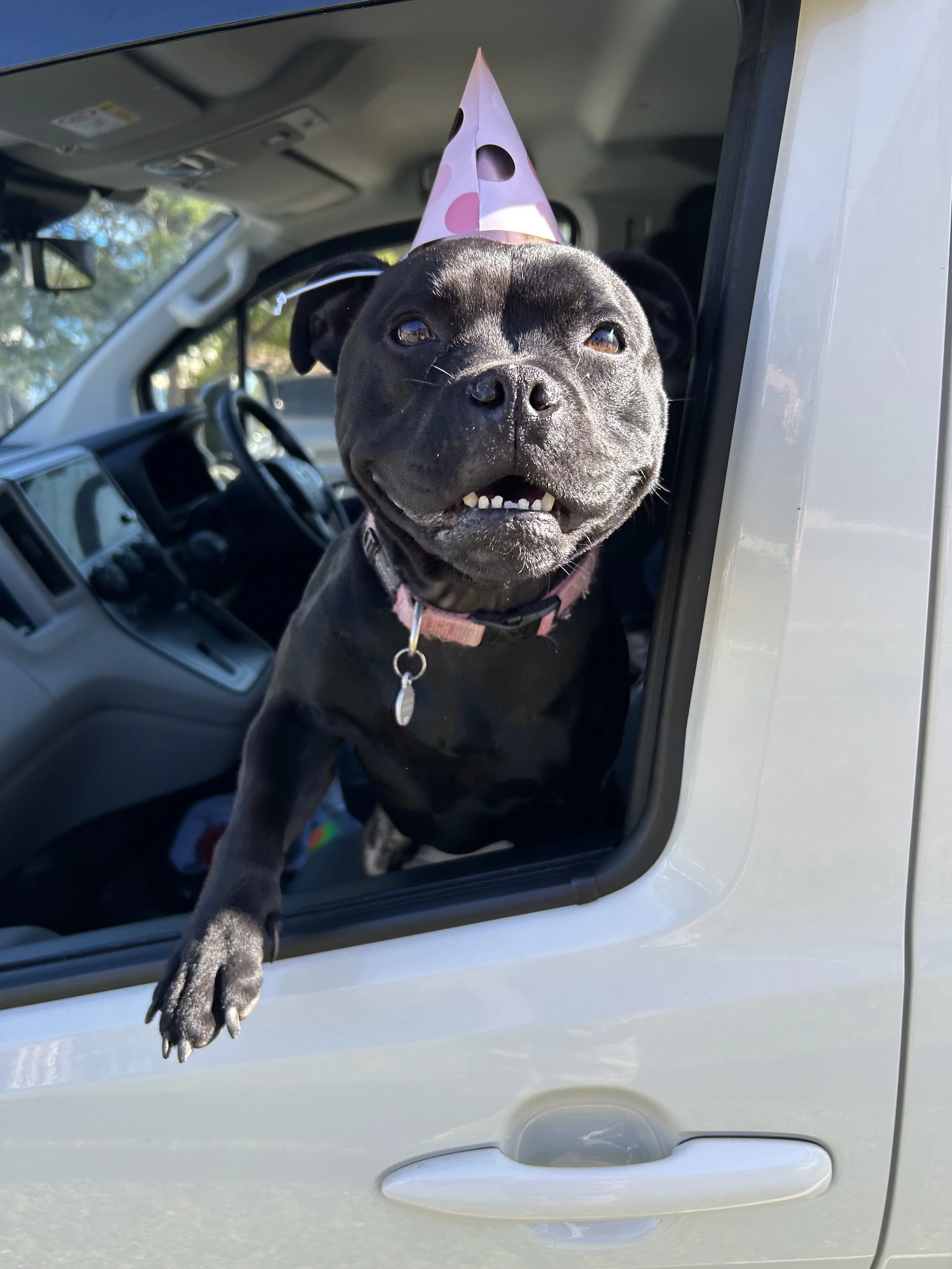 A black dog wearing a pink polka dot party hat with holes around the top, leaning out of a vehicle window and looking at the camera.