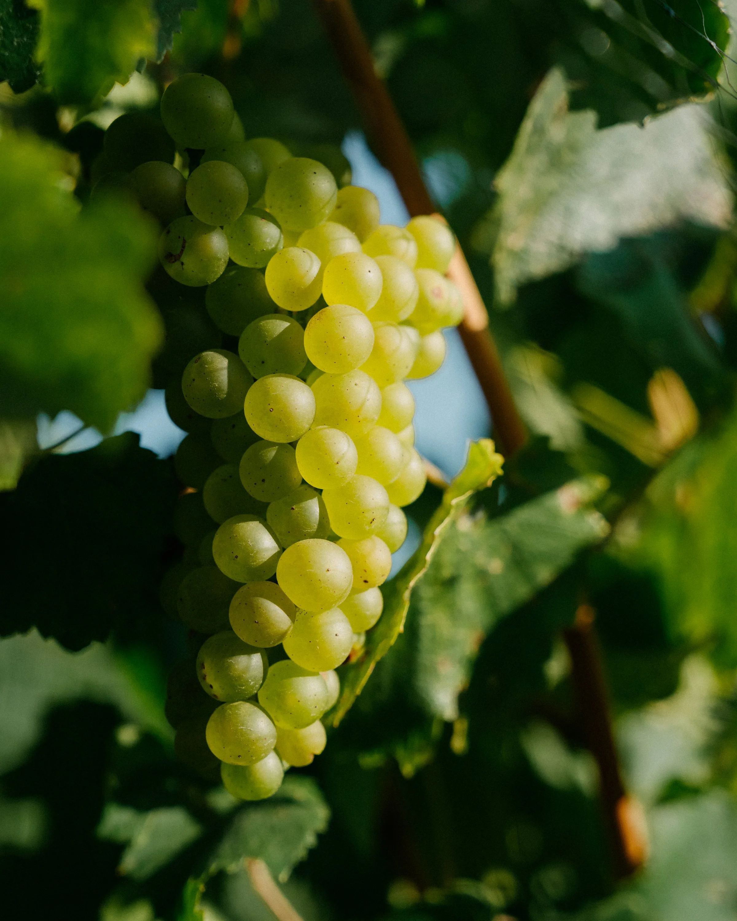Close-up of a bunch of green grapes hanging among grapevine leaves.