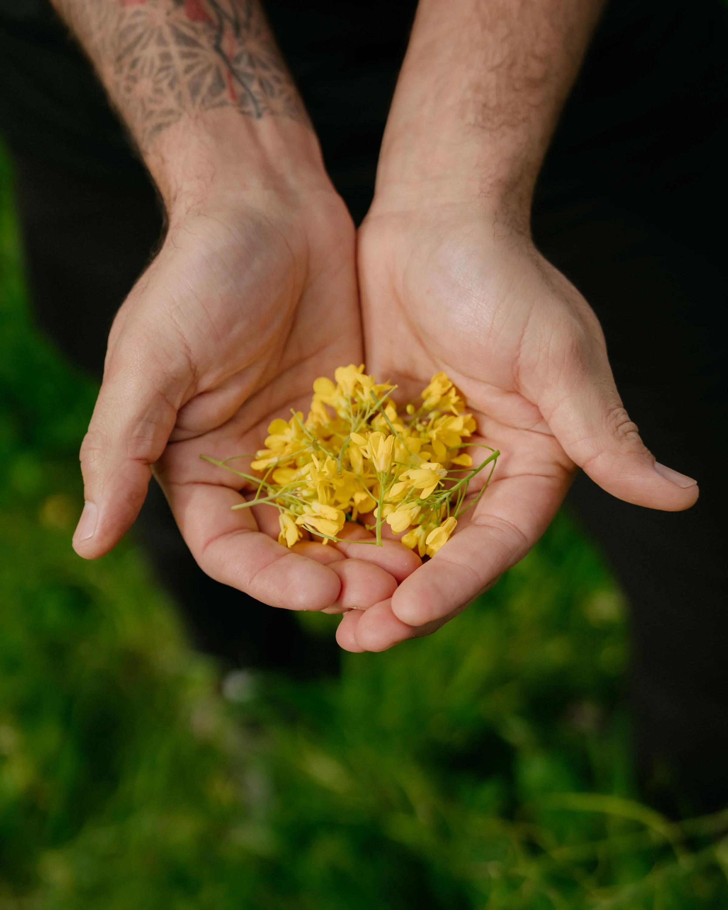 Two hands holding small yellow flowers against a green background.