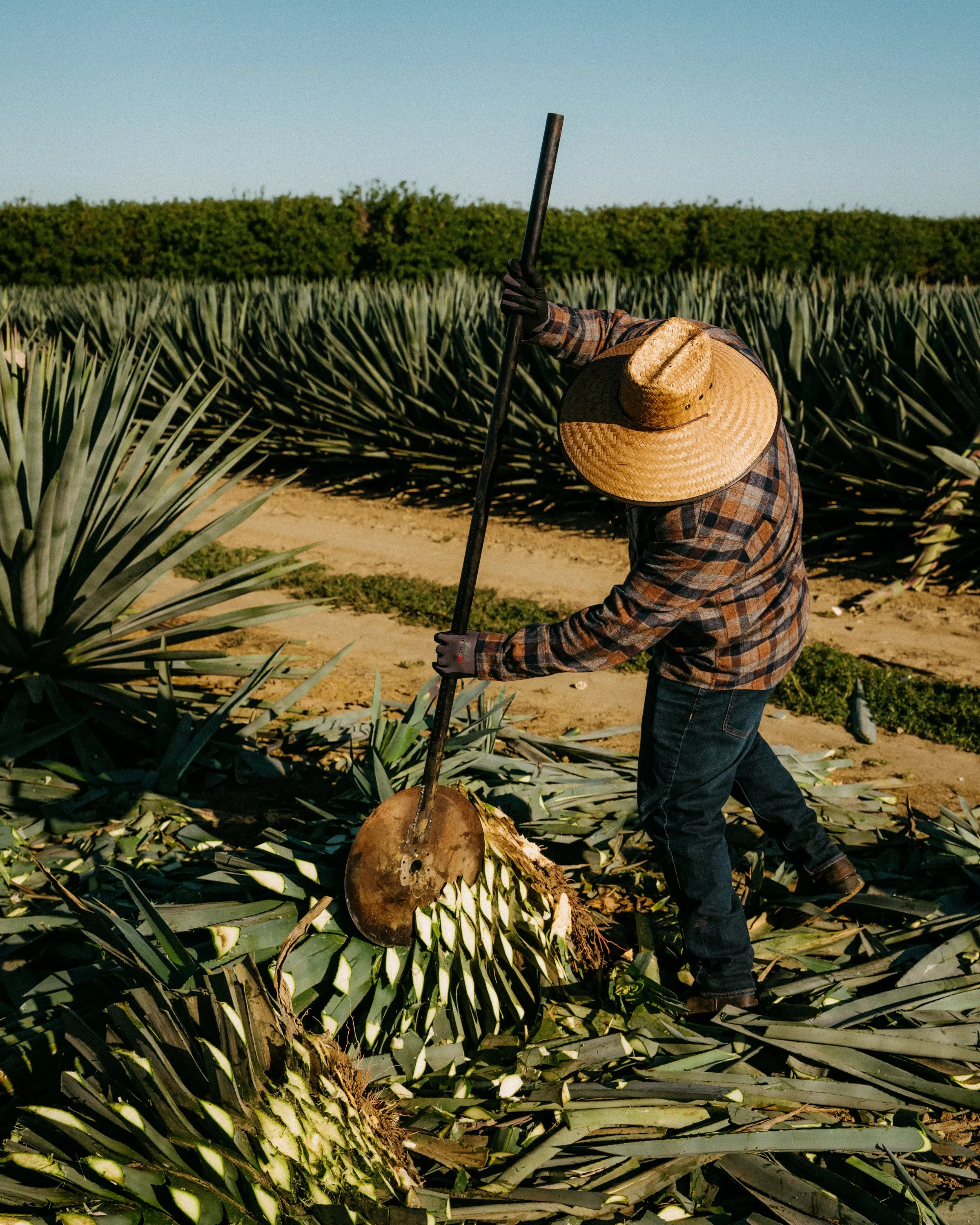 Farmer harvesting pineapple in a field with pineapple plants and dirt path, wearing a straw hat and plaid shirt.