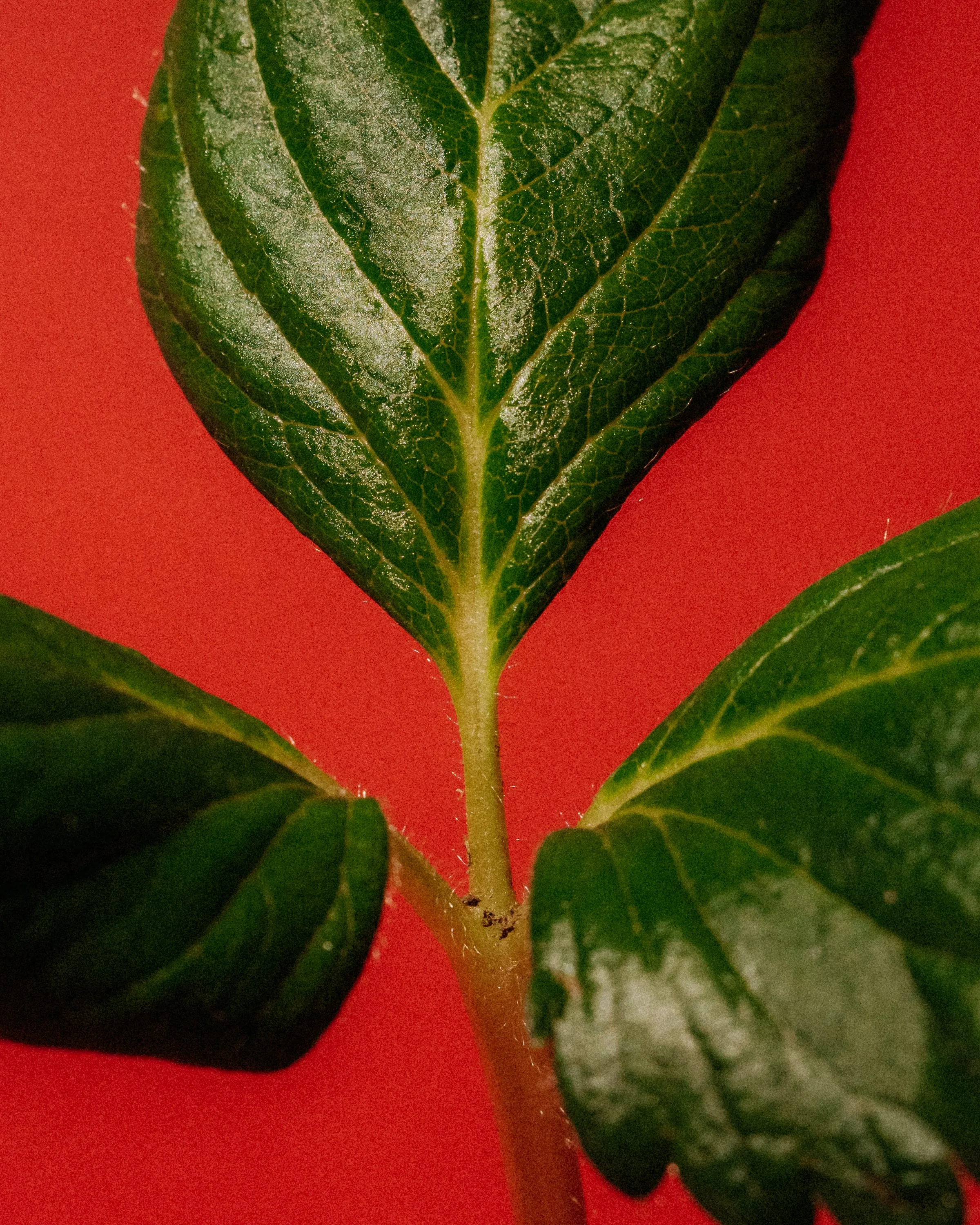 Close-up of a plant stem with leaves against a red background, showing fine hairs and textured leaf veins.