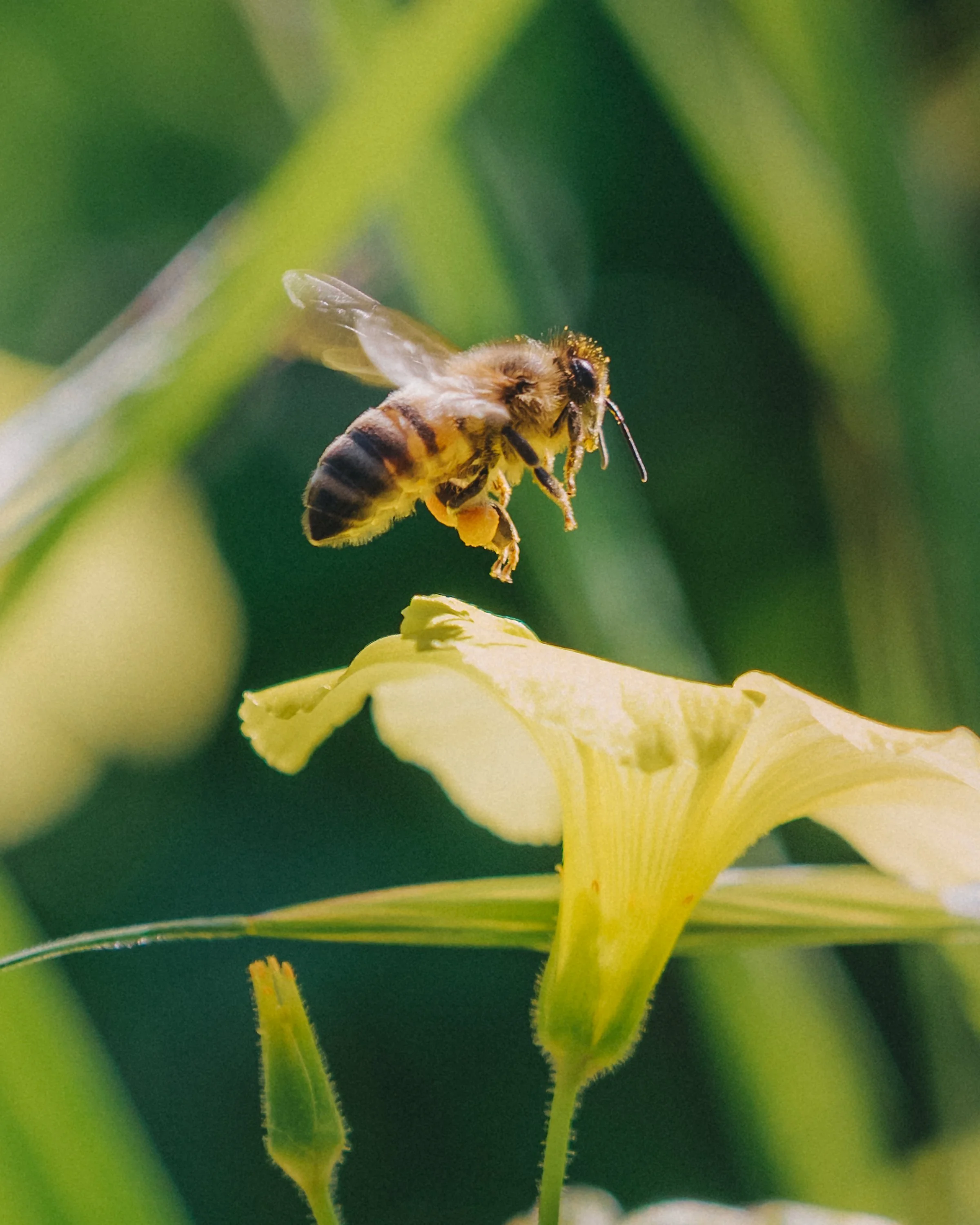 Close-up of a bee collecting nectar from a yellow flower with green foliage in the background.