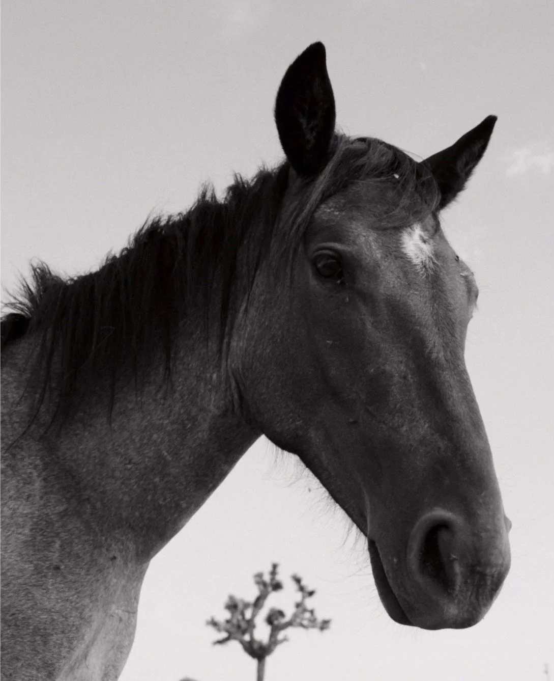 Black-and-white photograph of a horse's head with a small tree in the background.
