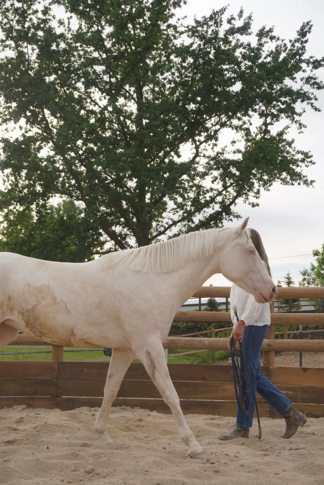 A white horse with some light brown patches being led by a person in a white shirt and blue jeans at an outdoor riding arena, with a large green tree and cloudy sky in the background.