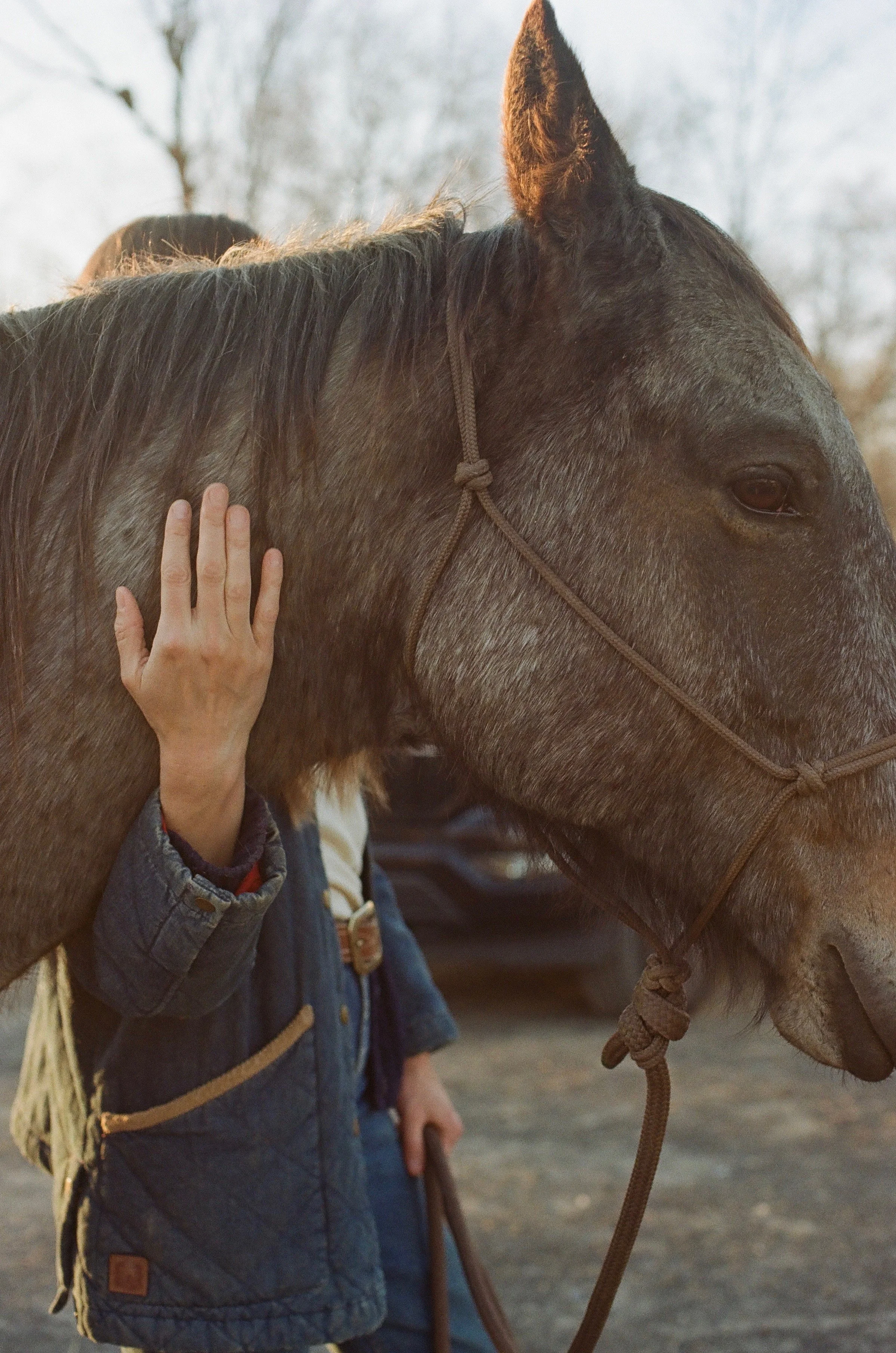 A person petting a brown horse with a rope halter. The person's hand is on the horse's neck. The horse's face is visible and looking calmly.