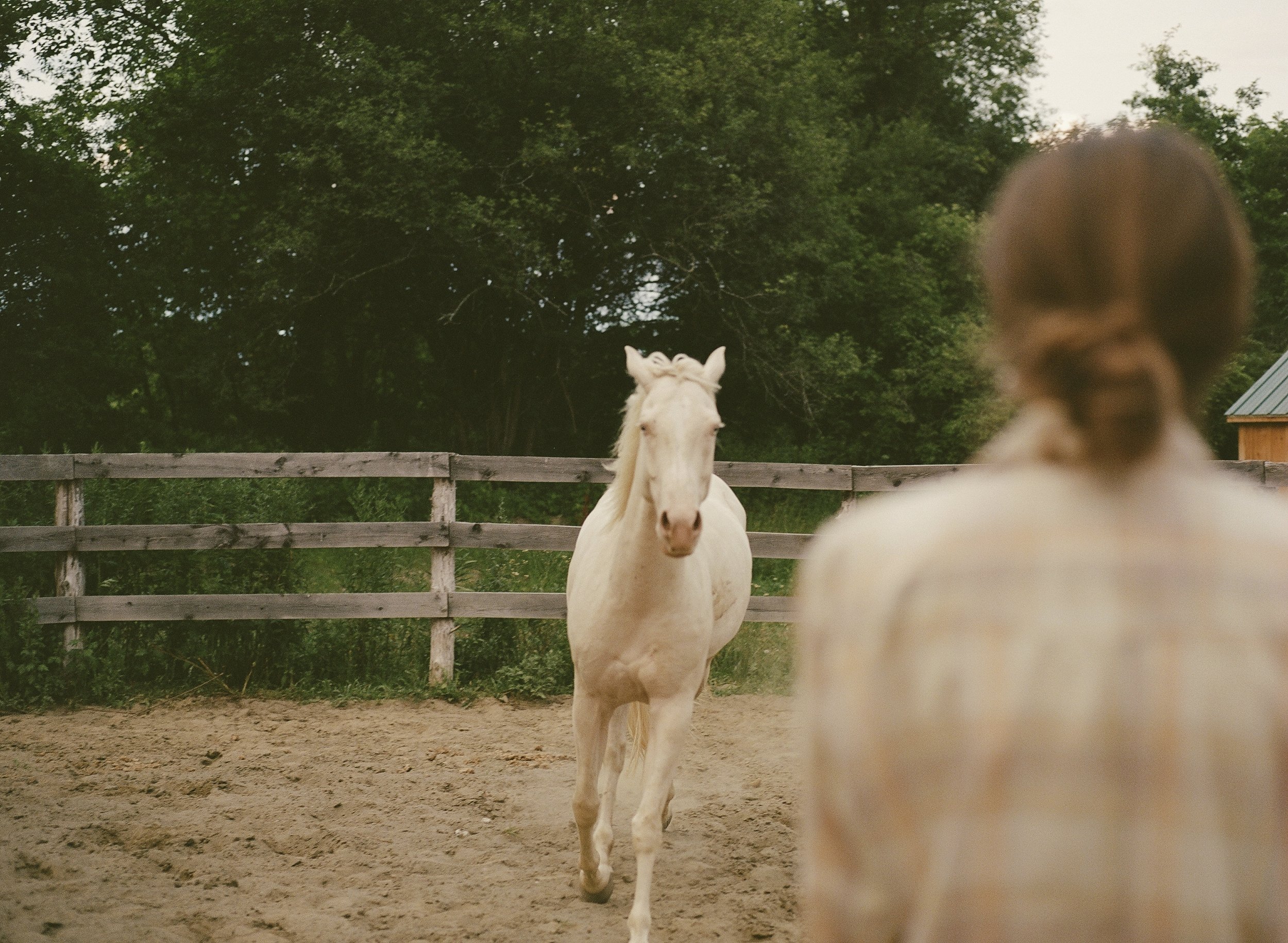 A white horse standing in an outdoor paddock, facing the camera, with a person with braided hair in the foreground on the right side. There is a wooden fence and green trees in the background.