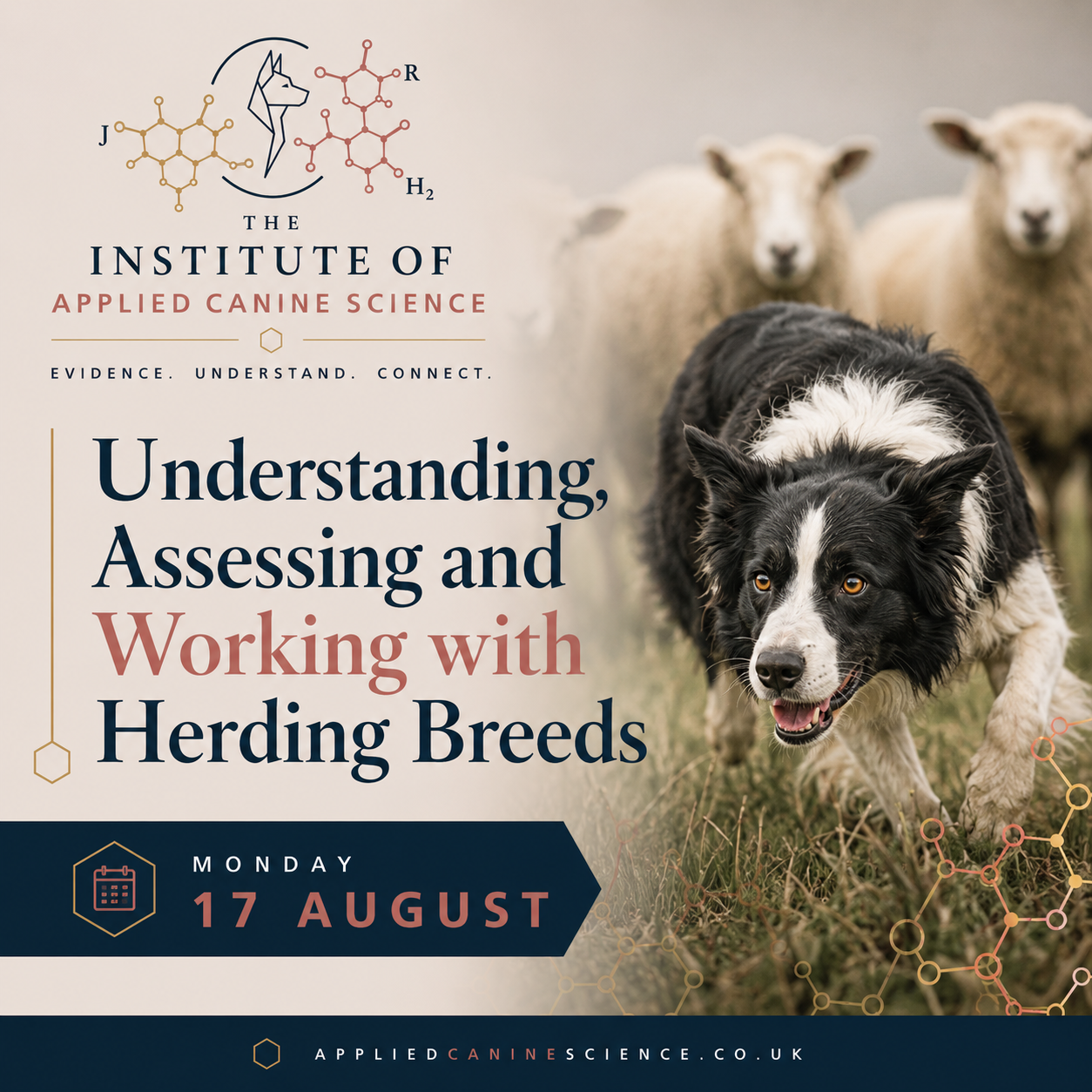 Understanding, Assessing and Working with Herding Breeds