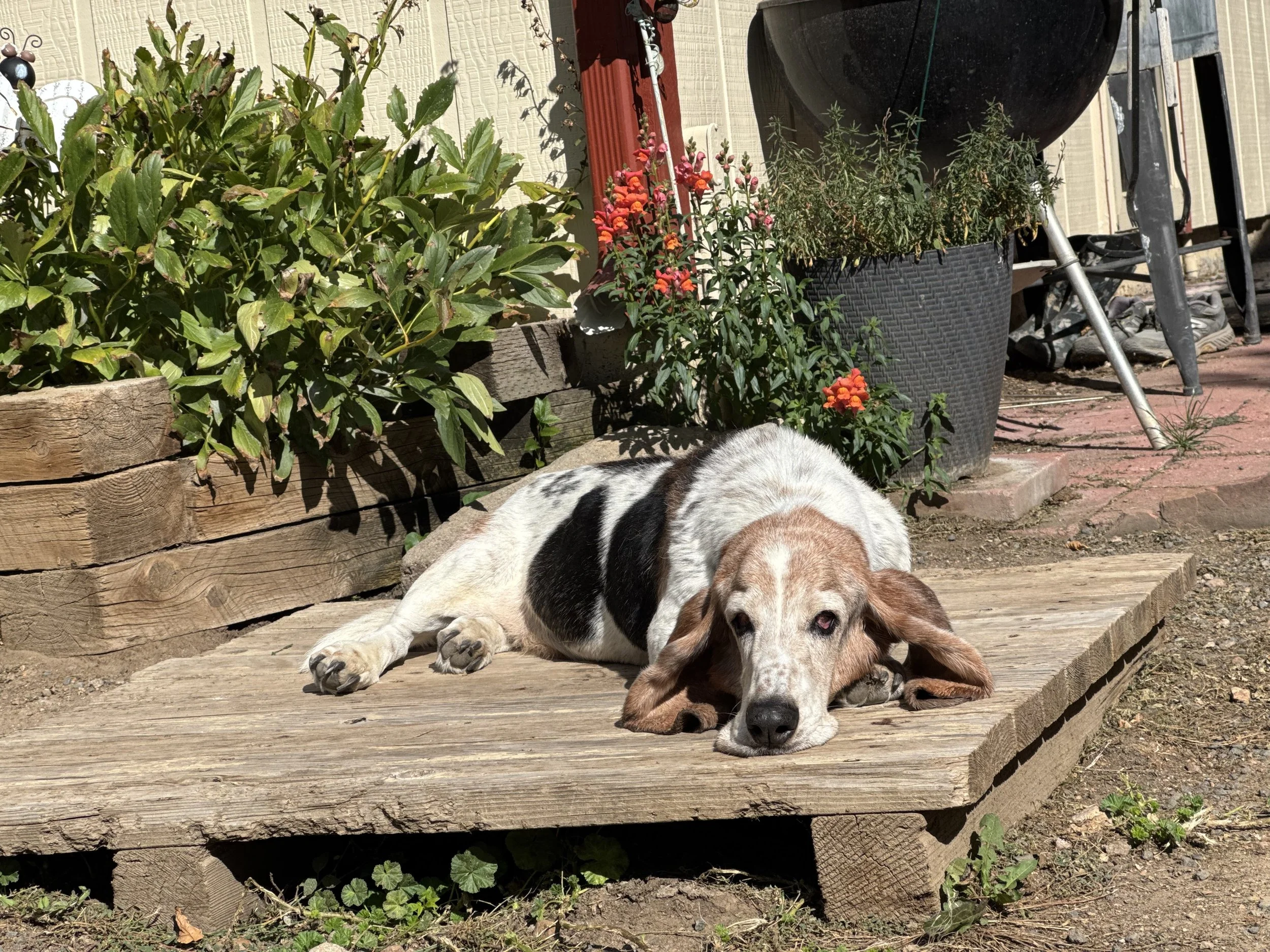 A sleepy dog lying on a wooden porch with plants and flower pots in the background.