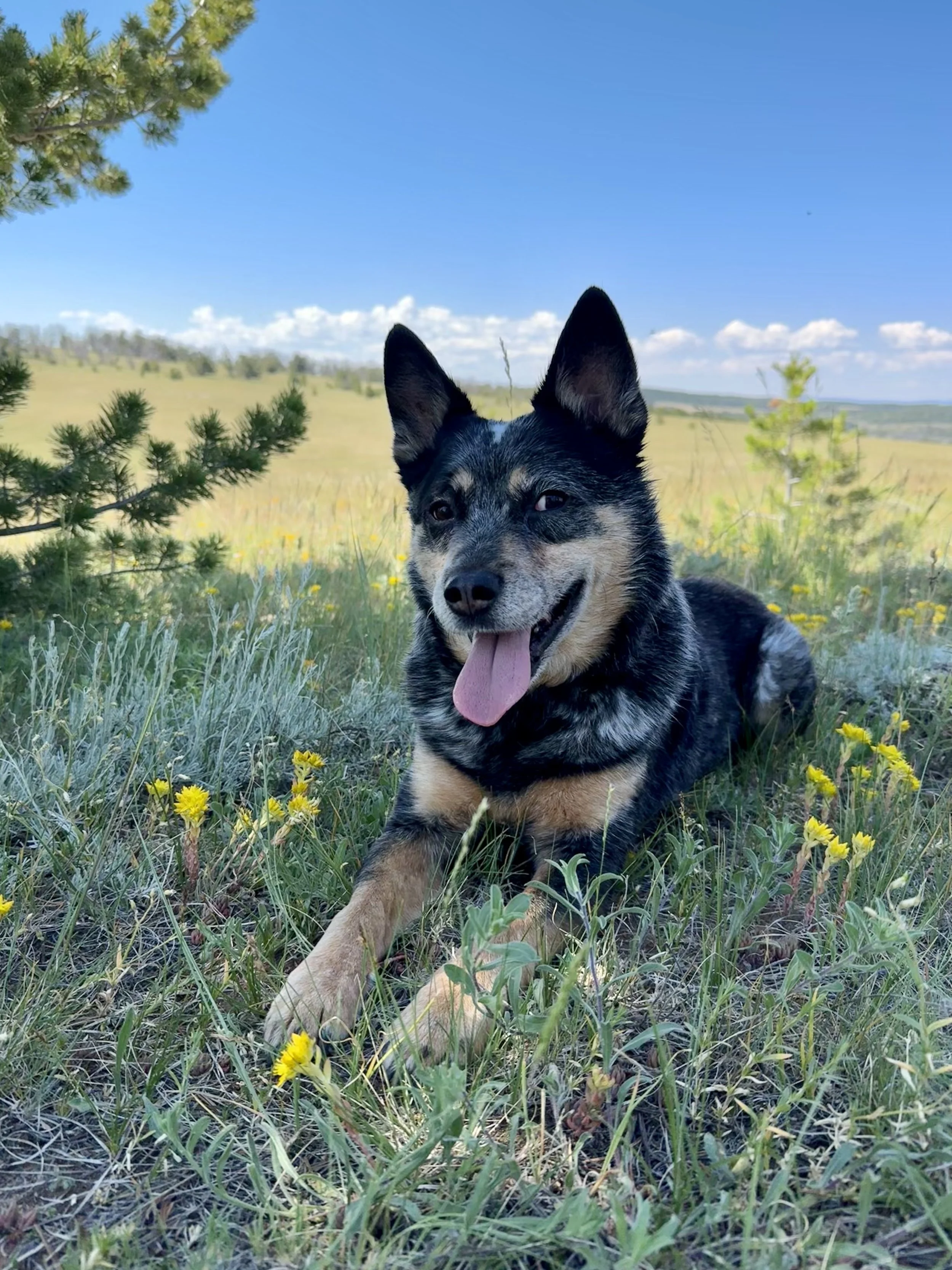 A black and tan blue healer dog sitting in a grassy field with yellow flowers, looking happy with its tongue out, under a clear blue sky with few clouds. Pine tree branches are visible on the left side.