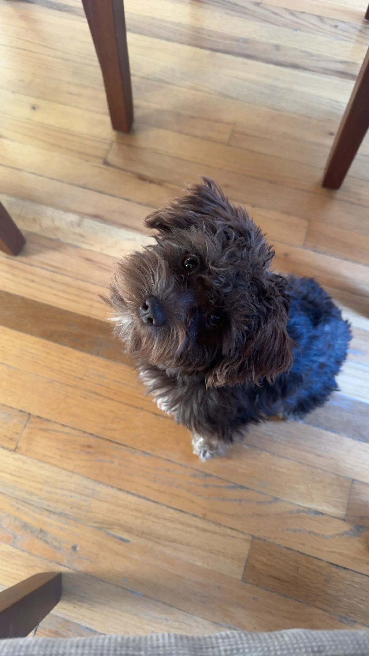 A small, fluffy schnauzer puppy with dark brown and black curly fur sitting on a wooden floor, looking up at the camera.