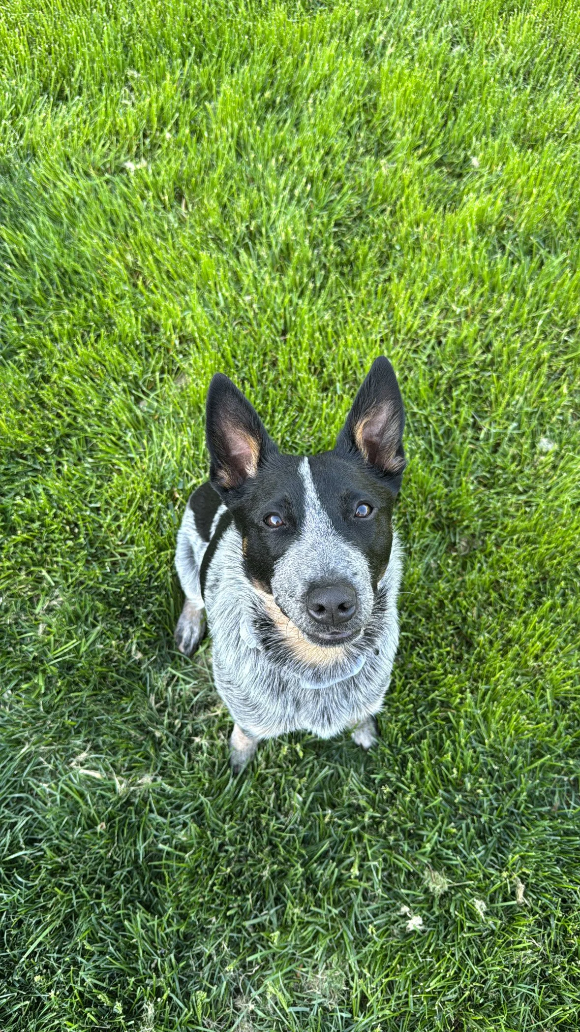 Close-up of a black and white dog with perky ears, standing on green grass and looking up at the camera.