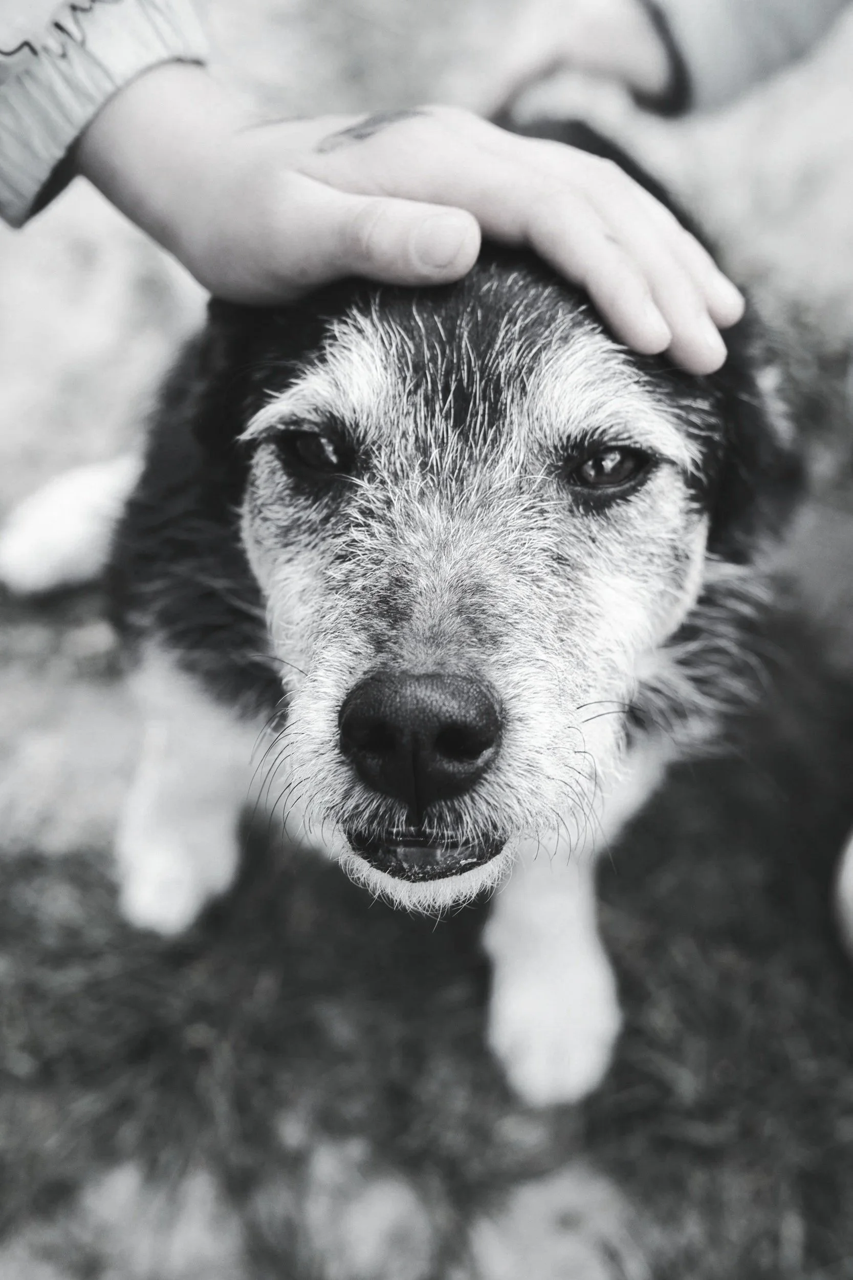 A close-up black and white photo of a dog with its head resting on a person's hand.