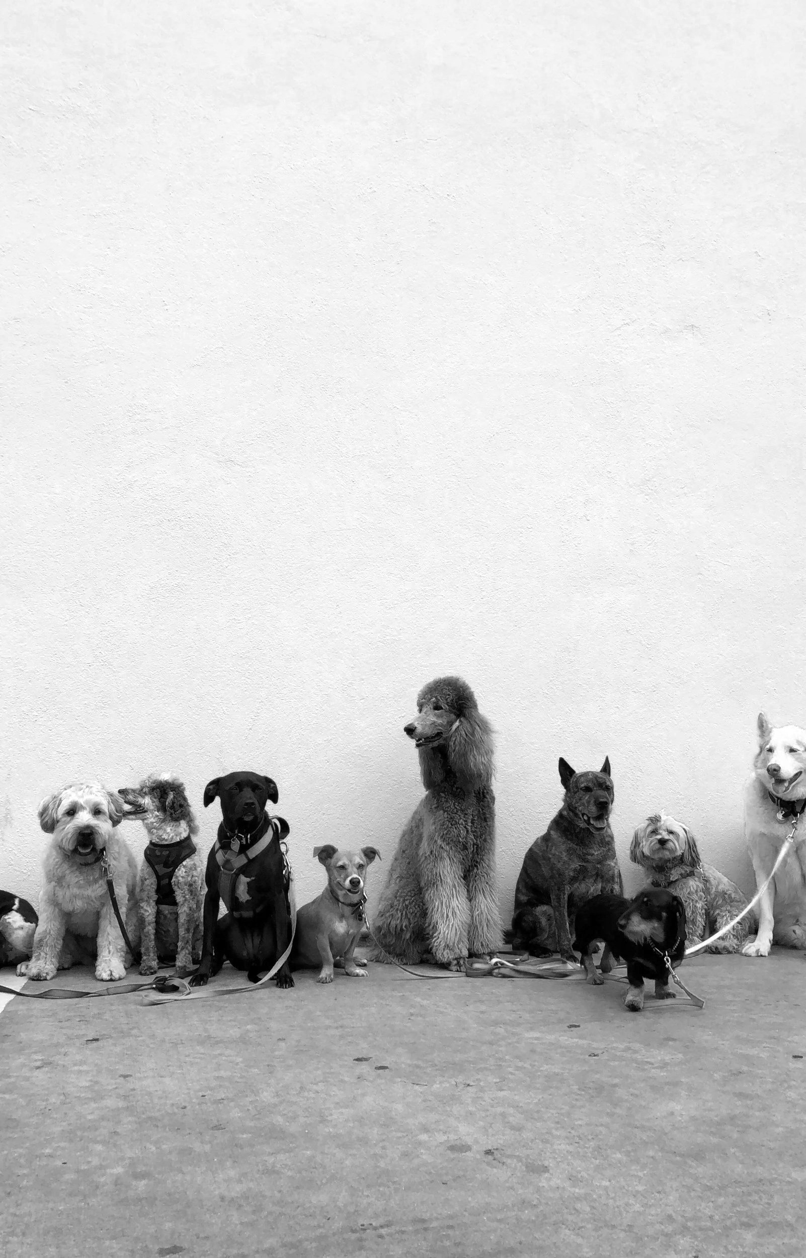 Group of dogs of various breeds sitting and standing against a plain wall.