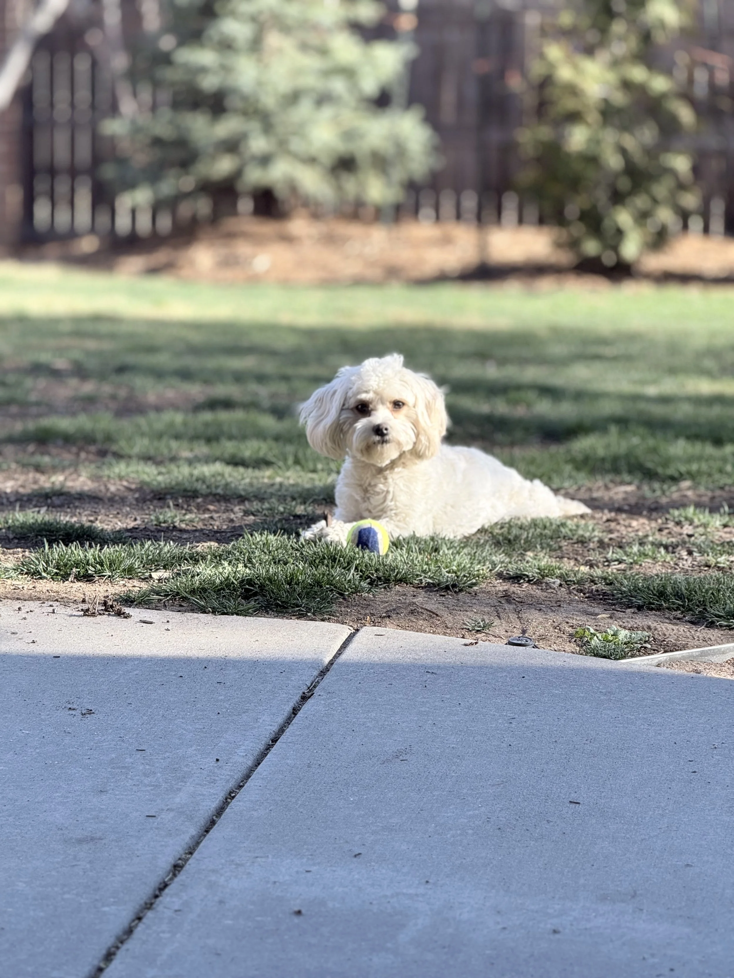 Small, cream-colored dog lying on the grass next to a tennis ball on a sidewalk. Background shows a blurred backyard with trees and a wooden fence.