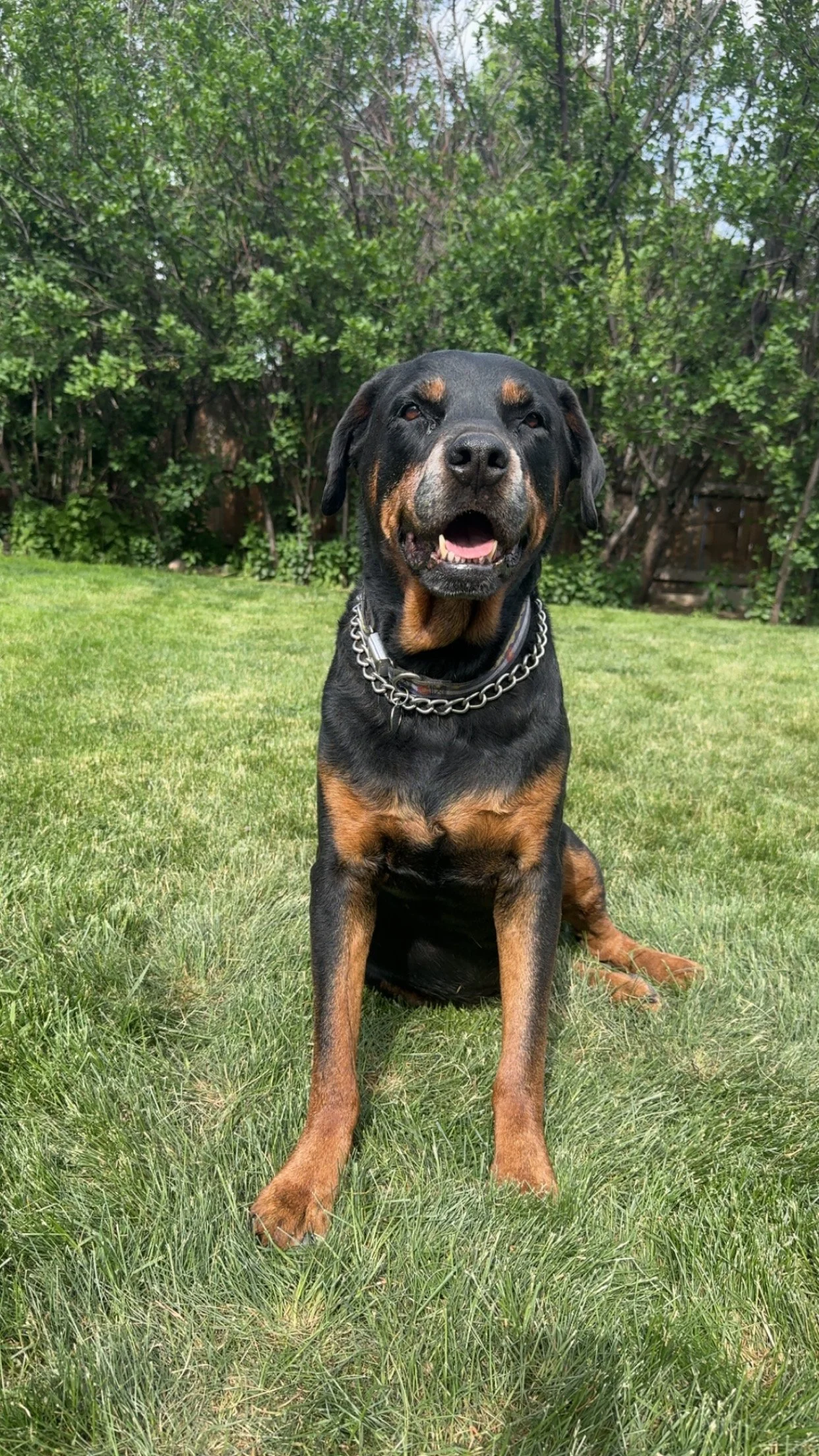 A Rottweiler dog sitting on green grass backyard with green trees and bushes in background.