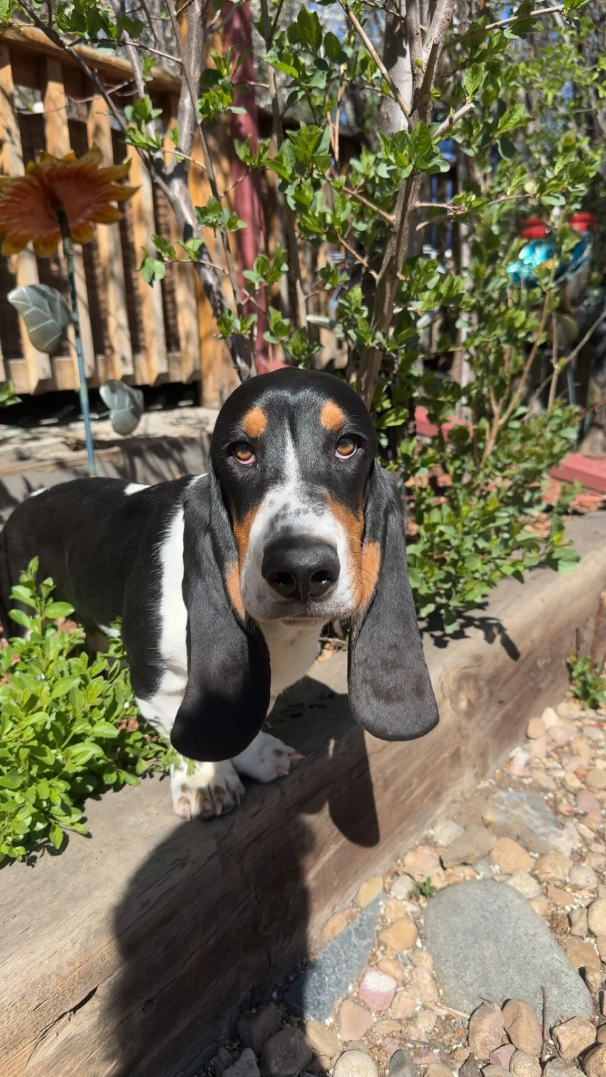 A black and white beagle puppy with brown patches, standing on a wooden border beside a small bush and colorful garden decorations, looking directly at the camera with floppy ears.