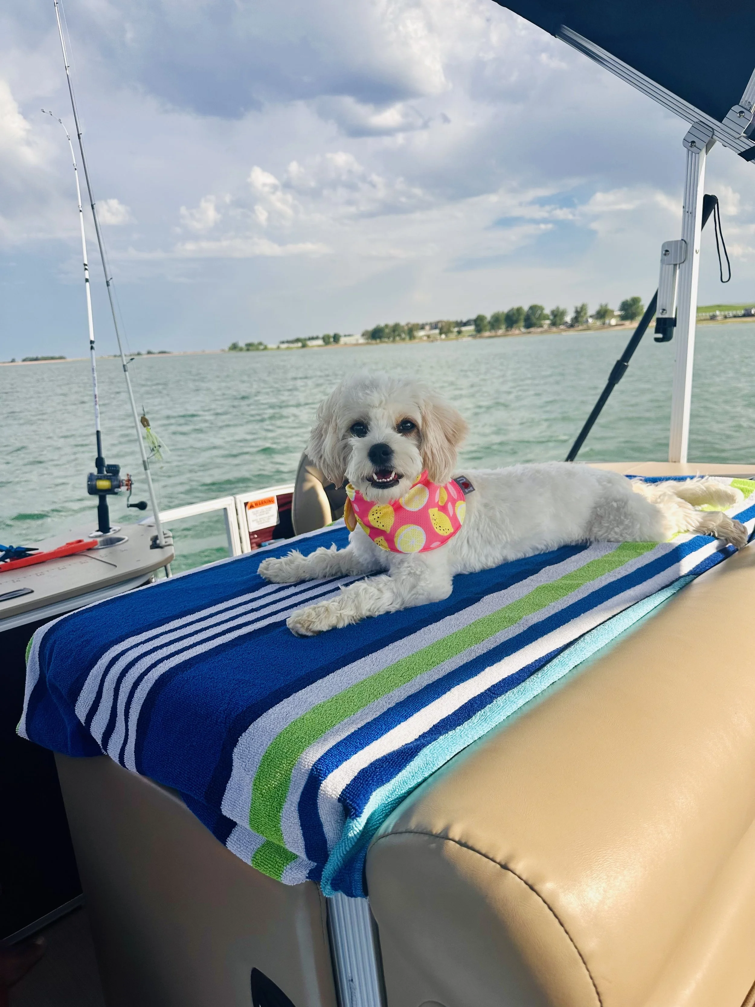 A cute white dog with brown ears and eyes, wearing a pink bandana with lemon patterns, lying on a striped towel on a boat, with water and trees visible in the background.