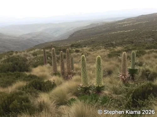 mt kenya plant-IMG_1604.jpeg