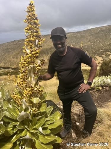Mt Kenya Plant Dendrosenecio keniensis-IMG_0239.jpeg