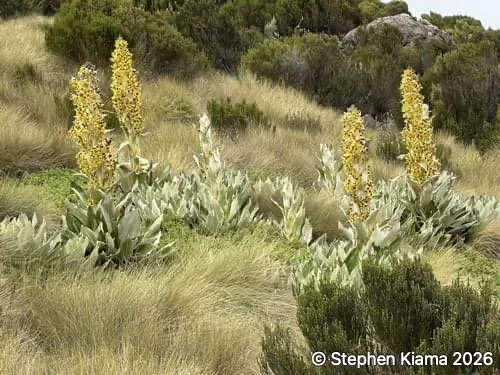 Mt kenya plant-Dendrosenecio keniensis-IMG_2425.jpeg
