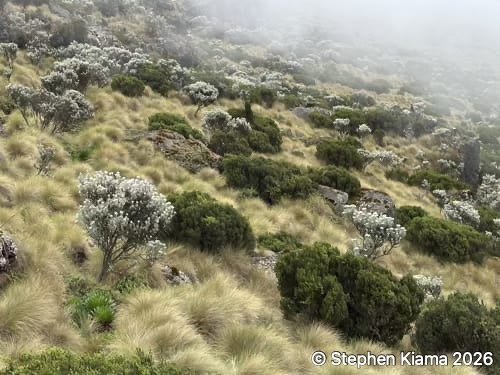 Mt Kenya Plant-IMG_2464.jpeg