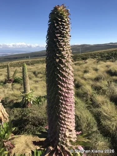 Mt Kenya plant-IMG_1412.jpeg