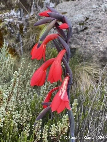 8-10-Mt Kenya Plant-Gladiolus watsoniodes-IMG_2061.jpeg