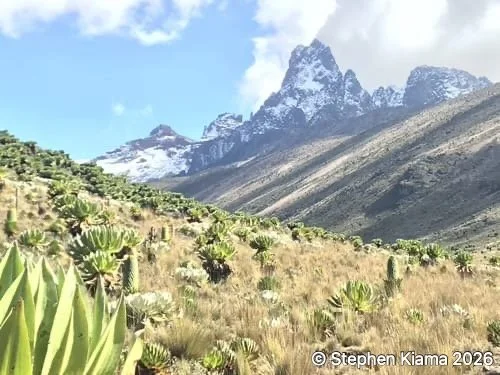 Mt Kenya Plant-IMG_1483.jpeg