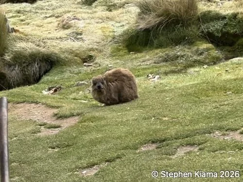 Mt Kenya-mammal-IMG_2595.jpeg