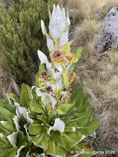 Mt Kenya plant-Dendrosenecio keniensis-IMG_2067.jpeg