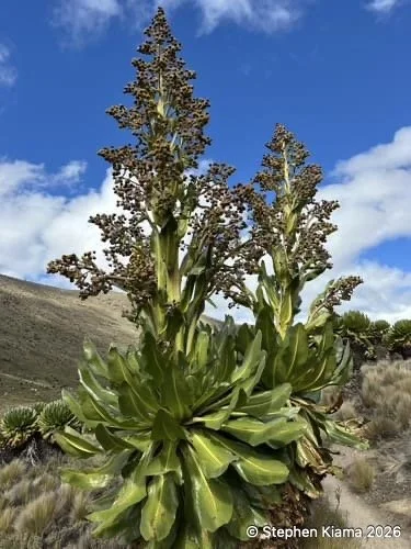 Mt Kenya Plant-Dendrosenecio keniodendron-IMG_2630.jpeg