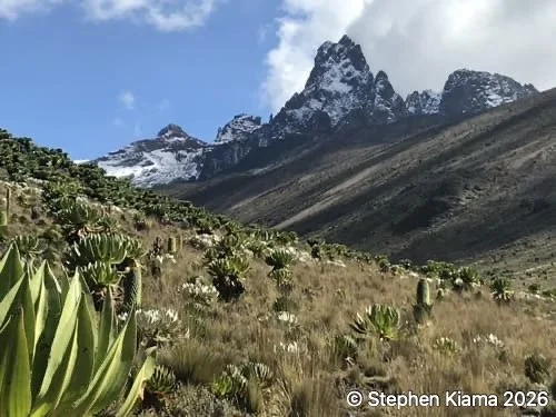 Mt Kenya Plant-IMG_1485.jpeg