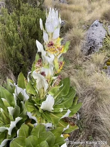 8-7-Mt Kenya plant-Dendrosenecio keniensis-IMG_2072.jpeg