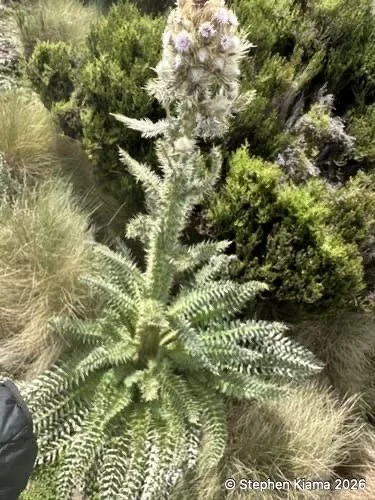 mt kenya plant-carduus keniensis-IMG_2387.jpeg