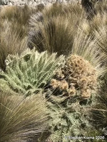 Mt kenya plant-carduus keniensis-IMG_1539.jpeg
