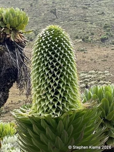 Mt Kenya Plant-Lobelia deckenii-IMG_1859.jpeg