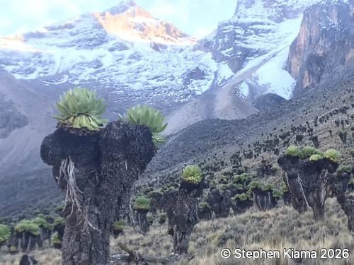 8-8-Mt Kenya Plant-Dendrosenecio keniodendron-IMG_1505.jpeg