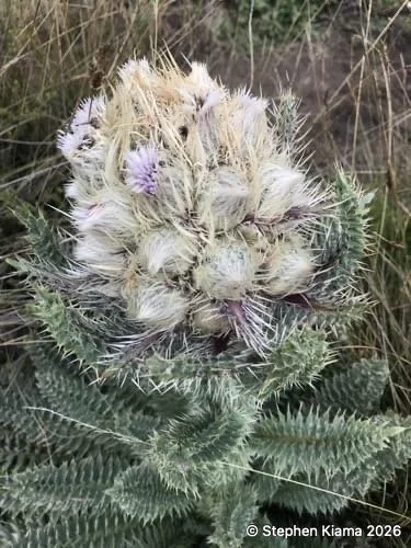 Mt Kenya plant-carduus keniensis-IMG_1608.jpeg