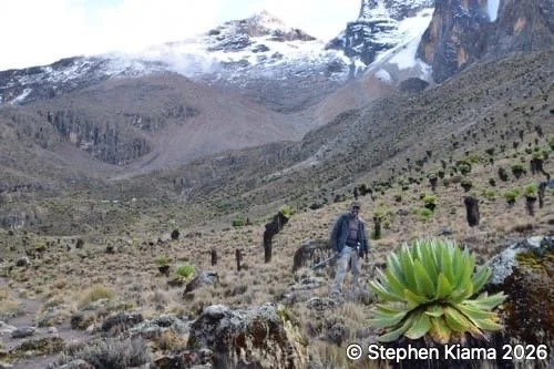 Mt Kenya plants--01Dendrosenecio keniodendron.jpeg