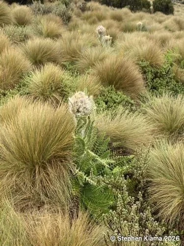 Mt Kenya Plants-carduus keniensis-IMG_1706.jpeg