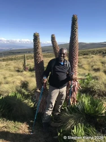 Kiama-Mt Kenya- Lobelia deckenii-IMG_1408.jpeg