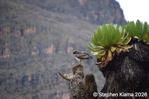 Mt Kenya-Dendrosenecio keniodendron.jpeg