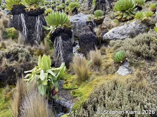 Mt Kenya Plant-Dendrosenecio keniodendron-IMG_2019.jpeg