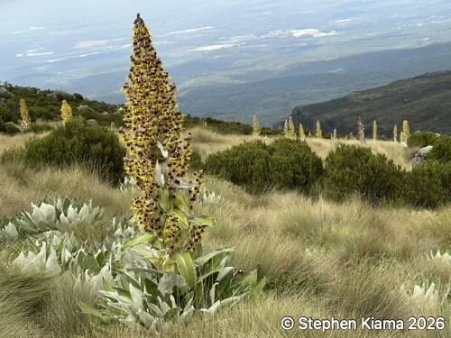 Mt Kenya-Plant-Dendrosenecio keniensis.jpeg