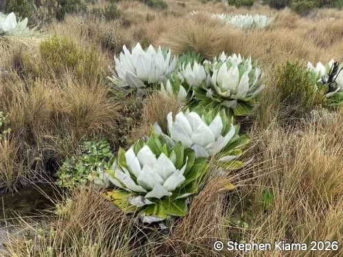 Mt Kenya plant-IMG_1721.jpeg