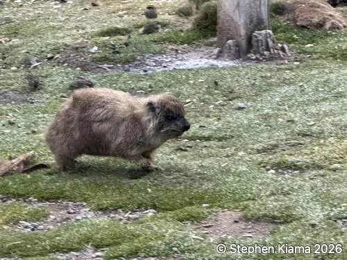 Mt Kenya-Mammal-IMG_2598.jpeg