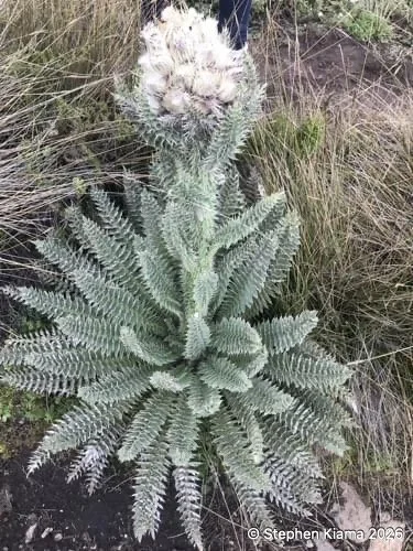 Mt Kenya Plant-Icarduus keniensis-MG_1606.jpeg