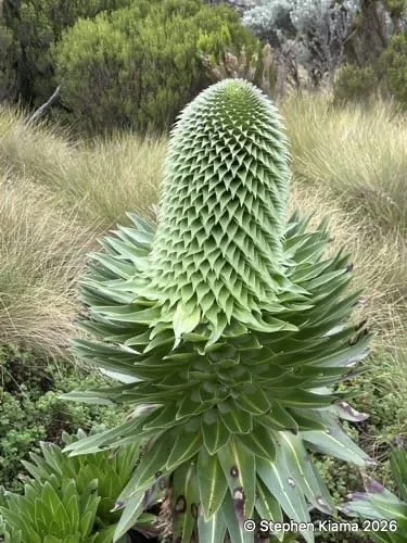 Mt Kenya Plant-Lobelia deckenii-IMG_2461.jpeg