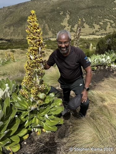 mt kenya plant-Dendrosenecio keniensis-IMG_2431.jpeg